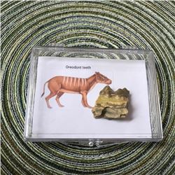 Prehistoric Oreodont Fossil Teeth, ( Early Pig ) Relic Display