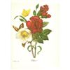 Image 1 : After Pierre-Jospeh Redoute, Floral Print, #35 Ellebore (Clove, Carnation, Christmase Rose)