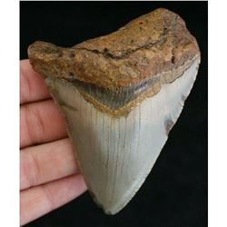 Prehistoric Megalodon Shark Tooth Fossil Specimen
