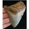 Image 1 : Prehistoric Megalodon Shark Tooth Fossil Specimen