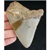 Image 2 : Prehistoric Megalodon Shark Tooth Fossil Specimen