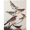Image 1 : c1946 Audubon Print, #433 A Featured Pot-Pourri