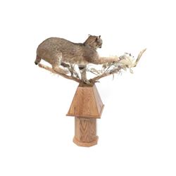 Maine Bobcat & Hare, Full Body Trophy Mount With Oak