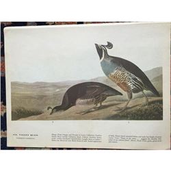 c1946 Audubon Print, #413 Valley Quail