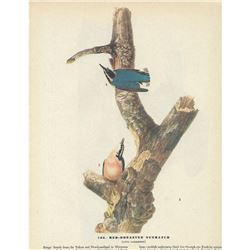 c1946 Audubon Print, Red-Breasted Nuthatch