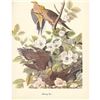 Image 1 : 1950 Audubon Print, Mourning Dove