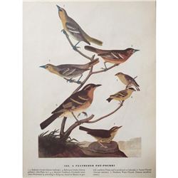c1946 Audubon Print, #433 A Featured Pot-Pourri