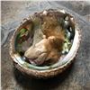 Image 3 : Artisan Made Fantasy Mermaid Abalone Shell Doll