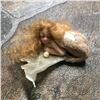 Image 4 : Artisan Made Fantasy Mermaid Abalone Shell Doll