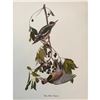 Image 1 : c1950 Audubon Print, #190 Yellow-Bellied Sapsucker