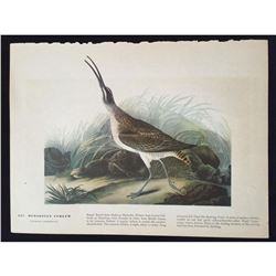 c1946 Audubon Print, #237 Hudsonian Curlew