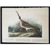 Image 1 : c1946 Audubon Print, #237 Hudsonian Curlew