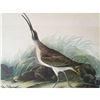 Image 2 : c1946 Audubon Print, #237 Hudsonian Curlew
