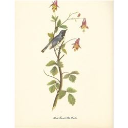c1950 Audubon Print, Black Throated Blue Warbler