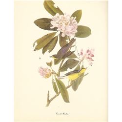 c1950 Audubon Print, Canadian Warbler