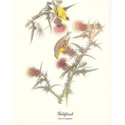 c1950 Audubon Print, Goldfinch