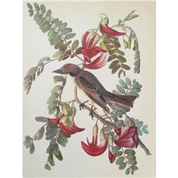 c1946 Audubon Print, #170 Gray Kingbird