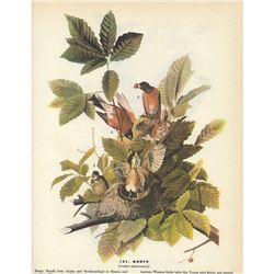 1946 Audubon Print, Robin