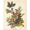 Image 1 : 1946 Audubon Print, Robin