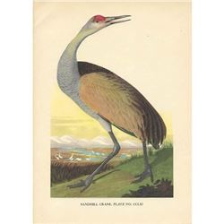 Mid 20thc Audubon Bookplate Print, Sandhill Crane Bird