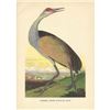Image 1 : Mid 20thc Audubon Bookplate Print, Sandhill Crane Bird
