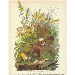 c1946 Audubon Print, Meadow Lark