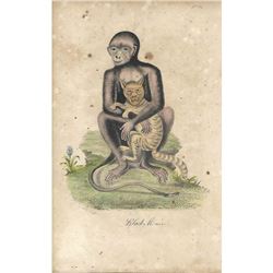 18thc Hand-colored George Edwards Engraving, Black Monkey No. 9