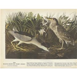 c1946 Audubon Print, Black-Crowned Night Heron (x4)
