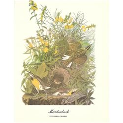 c1950 Audubon Print, Meadowlark