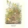 Image 1 : c1950 Audubon Print, Meadowlark