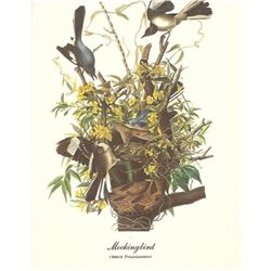 c1950 Audubon Print, Mocking Bird