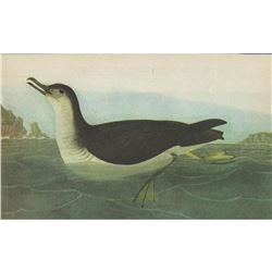 c1946 Audubon Print, Manx Shearwater #295