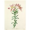 Image 1 : After Pierre-Jospeh Redoute, Floral Print, #2 Alstroemeria Pelegrina