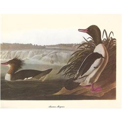 c1950 Audubon Print, American Merganser