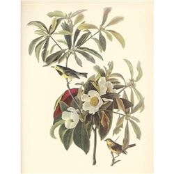 c1950 Audubon Print, Backman's Warbler