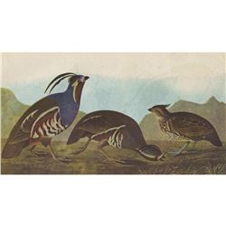 c1946 Audubon Print, #423 Mountain Quail