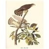 Image 1 : c1950 Audubon Print, Merlin or Pigeon Hawk
