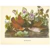 Image 1 : c1950 Audubon Print, Key West Quail-Dove