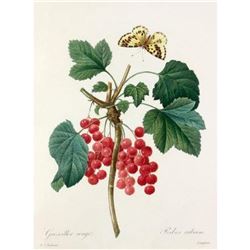 After Pierre-Jospeh Redoute, Floral Print, #51 Grosseiller rouge (Ribes rubrum)