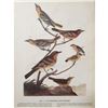 Image 2 : c1946 Audubon Print, #433 A Featured Pot-Pourri (Orioles & Thrushs)