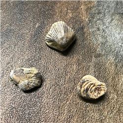 Prehistoric Marine Animal Fossils, 240 - 545 Million Year Old Brachiopods