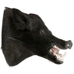 Wild Boar Trophy Mount, H 21", D 20"