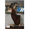Image 1 : Mounted Sable Antelope head on free standing base, total height 53". Not available for shipping. Loc