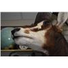 Image 2 : Mounted Sable Antelope head on free standing base, total height 53". Not available for shipping. Loc
