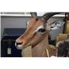 Image 2 : Pair of mounted Impalas on simulated rock base 42" in height. Not available for shipping. Local bidd