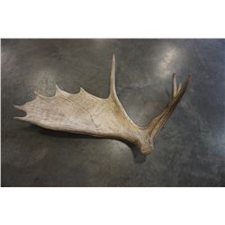 MOOSE ANTLER