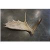 Image 1 : MOOSE ANTLER