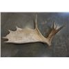 Image 2 : MOOSE ANTLER
