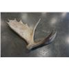 Image 3 : MOOSE ANTLER
