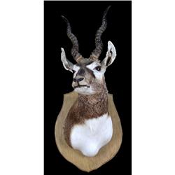 Stuffed animal mount  Reed Buck